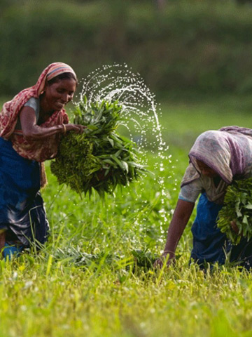Agriculture